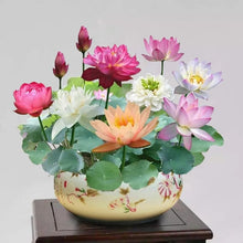 Load image into Gallery viewer, 🌸【7 days germination】Last Day Sale - 50% OFF💐The Sacred Bonsai Bowl Lotus Flower