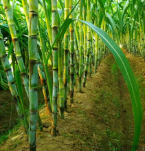 Load image into Gallery viewer, 🌱 Grow Your Own Sugarcane – High Germination Seeds ✨ for Easy Home Gardens 🌿!
