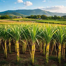 Load image into Gallery viewer, 🌱 Grow Your Own Sugarcane – High Germination Seeds ✨ for Easy Home Gardens 🌿!