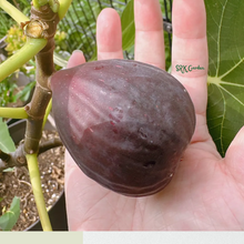Load image into Gallery viewer, Fignomenal Fig Tree - Dwarf Fig Tree - Live Tree Plant