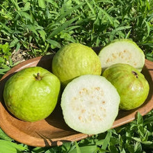 Load image into Gallery viewer, 🔥Hot Sale💚 Organic Guava Seeds🌱 Easy Grow