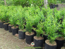 Load image into Gallery viewer, Sirenevyi Pomegranate Live Plant - Exotic Fruit-Bearing Plant, Hardy Pomegranate Tree, Tropical Garden