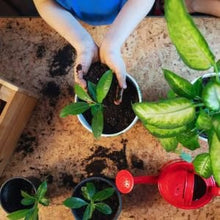 Load image into Gallery viewer, 🔥Hot Sale💚 Organic Guava Seeds🌱 Easy Grow