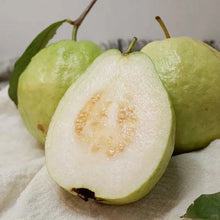 Load image into Gallery viewer, 🔥Hot Sale💚 Organic Guava Seeds🌱 Easy Grow