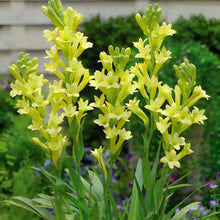 Load image into Gallery viewer, Tuberose Blubs