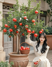 Load image into Gallery viewer, Sirenevyi Pomegranate Live Plant - Exotic Fruit-Bearing Plant, Hardy Pomegranate Tree, Tropical Garden
