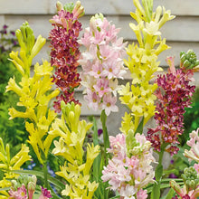 Load image into Gallery viewer, Tuberose Blubs