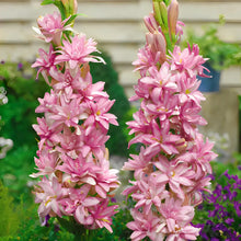 Load image into Gallery viewer, Tuberose Blubs