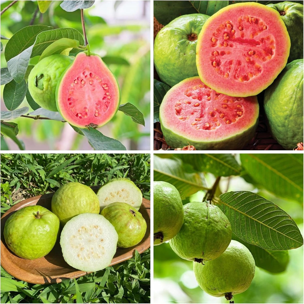 🔥Hot Sale💚 Organic Guava Seeds🌱 Easy Grow
