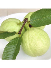 Load image into Gallery viewer, 🔥Hot Sale💚 Organic Guava Seeds🌱 Easy Grow