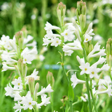 Load image into Gallery viewer, Tuberose Blubs