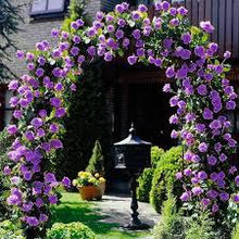 Load image into Gallery viewer, 🎁Last Day Promotion 49% OFF🔥 Climbing Vine Rose Flower Seeds🌹