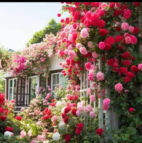 🎁Last Day Promotion 49% OFF🔥 Climbing Vine Rose Flower Seeds🌹