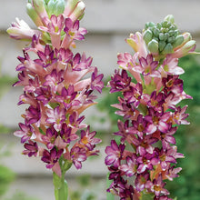 Load image into Gallery viewer, Tuberose Blubs