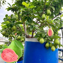 Load image into Gallery viewer, 🔥Hot Sale💚 Organic Guava Seeds🌱 Easy Grow