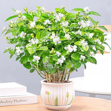 ⏳Limited Time Deal! 50% OFF — 🌸 Double Jasmine Seeds