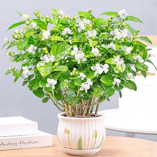 ⏳Limited Time Deal! 50% OFF — 🌸 Double Jasmine Seeds