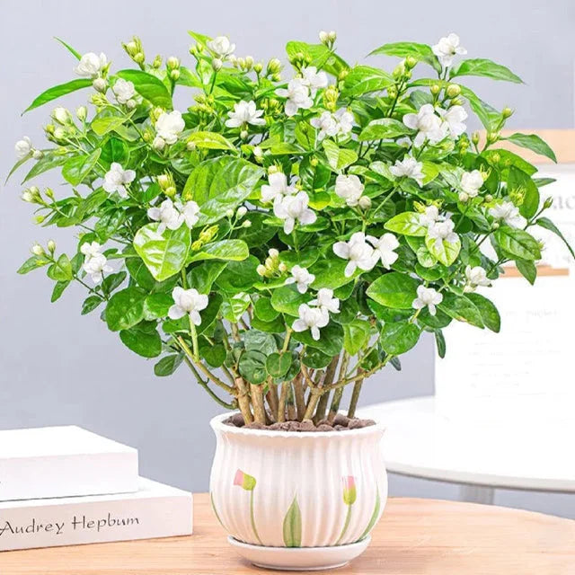 ⏳Limited Time Deal! 50% OFF — 🌸 Double Jasmine Seeds