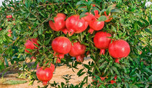 Load image into Gallery viewer, Sirenevyi Pomegranate Live Plant - Exotic Fruit-Bearing Plant, Hardy Pomegranate Tree, Tropical Garden