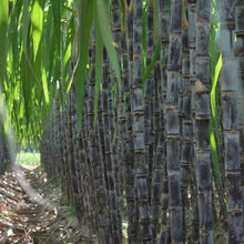 Load image into Gallery viewer, 🌱 Grow Your Own Sugarcane – High Germination Seeds ✨ for Easy Home Gardens 🌿!