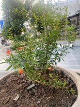 Load image into Gallery viewer, Sirenevyi Pomegranate Live Plant - Exotic Fruit-Bearing Plant, Hardy Pomegranate Tree, Tropical Garden