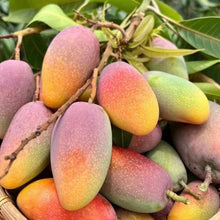 Load image into Gallery viewer, Julina Mango Fruit Tree Seeds