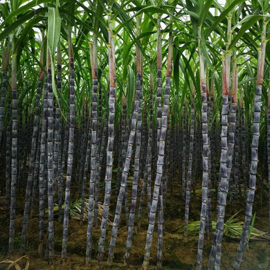 🌱 Grow Your Own Sugarcane – High Germination Seeds ✨ for Easy Home Gardens 🌿!