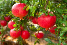 Load image into Gallery viewer, Sirenevyi Pomegranate Live Plant - Exotic Fruit-Bearing Plant, Hardy Pomegranate Tree, Tropical Garden