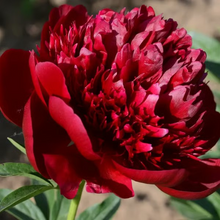 Load image into Gallery viewer, 🌺THE QUEEN OF FLOWERS—DOUBLE PETALED PIANI