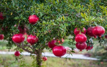 Load image into Gallery viewer, Sirenevyi Pomegranate Live Plant - Exotic Fruit-Bearing Plant, Hardy Pomegranate Tree, Tropical Garden